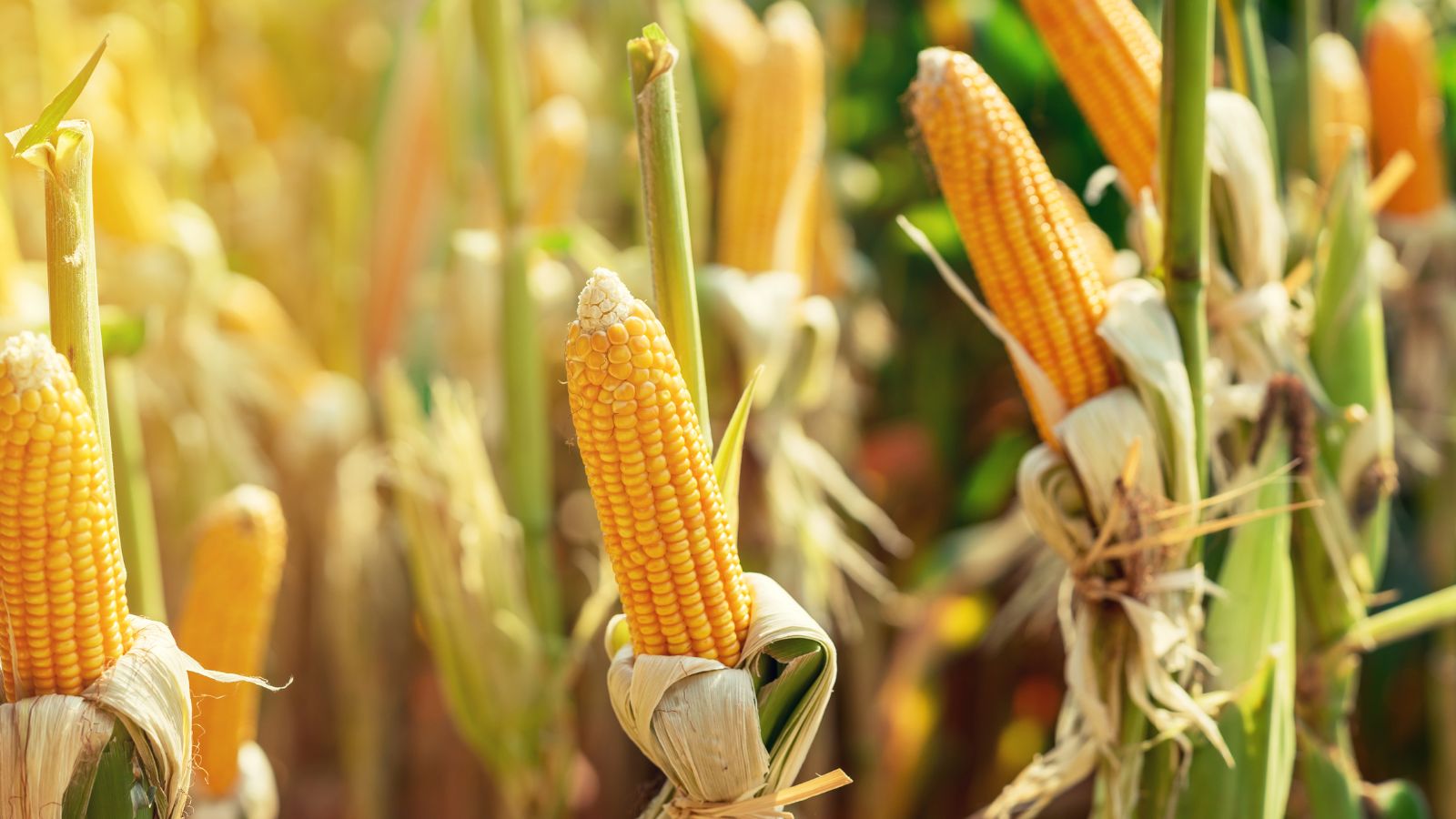 Kukurica a jej pestovanie